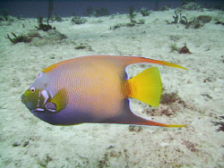 Queen Angel Fish - shot in Cozumel on Tormentos Reef usin... by Robert Waffle 